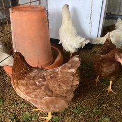 にわとりニワトリ23羽。毎日玉子を産んでくれます。の画像