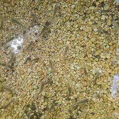 らんちゅうの稚魚 10匹 200円