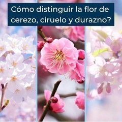 桜、梅、桃の見分け方ですか？の画像