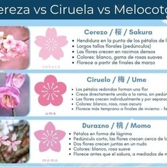 桜、梅、桃の見分け方ですか？