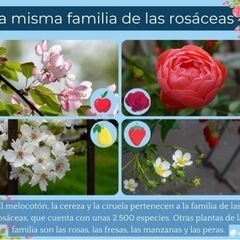 桜、梅、桃の見分け方ですか？の画像