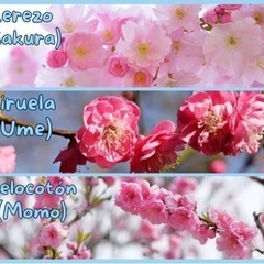 桜、梅、桃の見分け方ですか？の画像