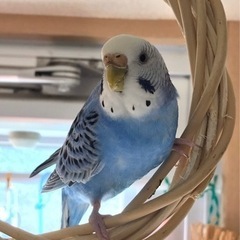 セキセイインコを探しています