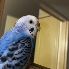 セキセイインコを探しています - 川崎市
