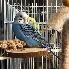 セキセイインコを探しています - 手伝って/助けて