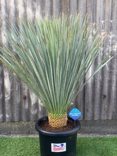 ユッカロストラータ ブルーサンダー