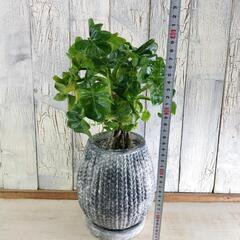 【観葉植物】セローム　スーパーアトム　受皿付の画像