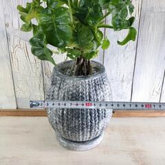 【観葉植物】セローム　スーパーアトム　受皿付の画像