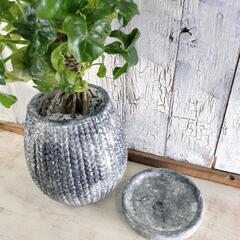 【観葉植物】セローム　スーパーアトム　受皿付の画像