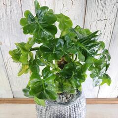 【観葉植物】セローム　スーパーアトム　受皿付の画像