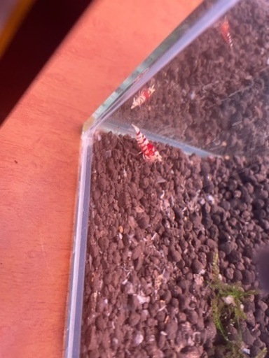 ヴィクトリアハイグレード