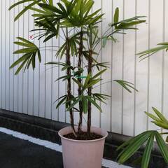 観音竹大鉢1