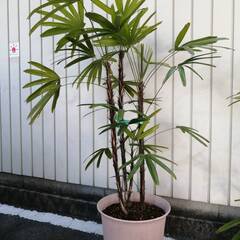 観音竹大鉢1の画像
