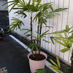 観音竹大鉢1の画像