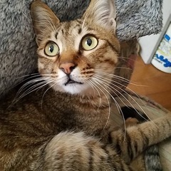 シャイなキジ猫ワラビ君
