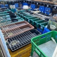 5月4日日曜日めだか販売の画像