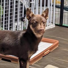 県外応募可能案件単身者応募可★保護犬さよりちゃん@神奈川県 − 神奈川県