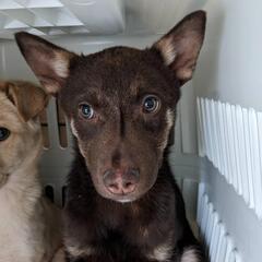県外応募可能案件単身者応募可★保護犬さよりちゃん@神奈川県 - 里親募集