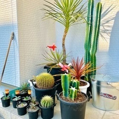 不要になった植物是非引き取らせて下さい！