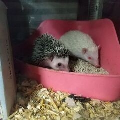 ハリネズミあげます。Part3