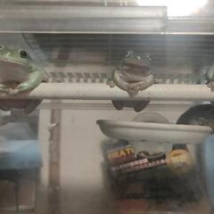 イエアメガエル　里親募集の画像
