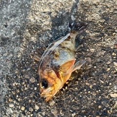 海釣りしてみませんか？🎣