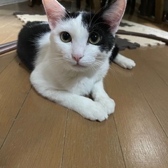 正式譲渡😺白黒　8ヶ月　女の子