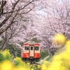 平日お休みのカメラ友達募集 − 東京都
