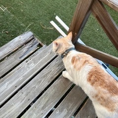 迷い猫？ - 那須塩原市