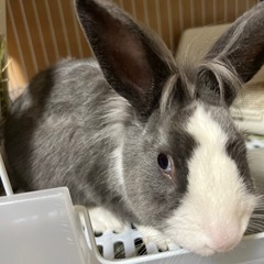 うさぎの里親探してます