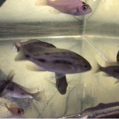 熱帯魚　アフリカンシクリッド 差し上げます