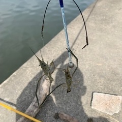 テナガエビ釣り🦐しましょう✨ - 板橋区