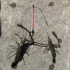 テナガエビ釣り🦐しましょう✨