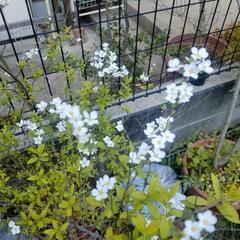 植木　ユキヤナギ　園芸　の画像