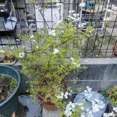 植木　ユキヤナギ　園芸　