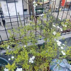 植木　ユキヤナギ　園芸　の画像