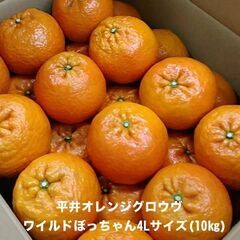 4Lサイズの大玉たんかん「ワイルドぼっちゃん」入荷しました！