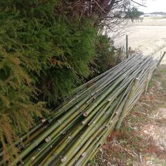 竹　真竹の画像