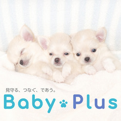 BabyPlus 　全国のペットプラス店舗でブリーダー様のワンち...