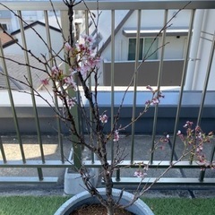 鉢つき　桜の木　約1メートルの画像