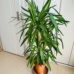 引き取り限定　観葉植物　ユッカ（青年の木）