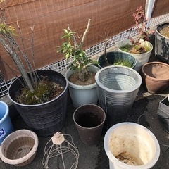 ガーデニング　鉢　植木　庭