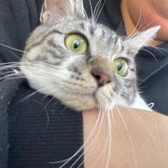 駅に捨てられた可哀想な猫ちゃんです。一時停止します。