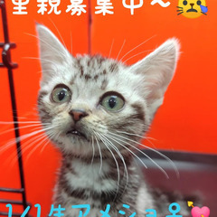 里親募集中～！1/1生アメリカンショートヘア♀シルバータビー(ト...