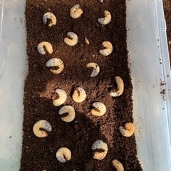 カブトムシ　クワガタ　幼虫　ヘラクレスオオカブト　マットプレゼント