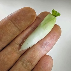 ◆単品◆青首大根　ミニチュアフード