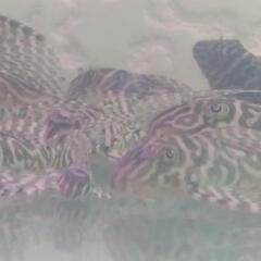 キンペコの画像