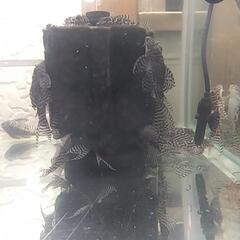 キンペコの画像