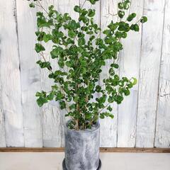 ベンャミン バロック　　観葉植物