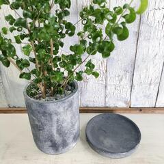 ベンャミン バロック　　観葉植物の画像